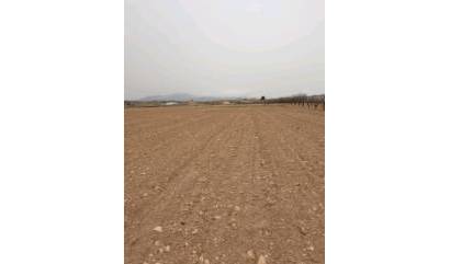 Sale - Land - Pinoso