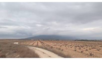 Sale - Land - Pinoso