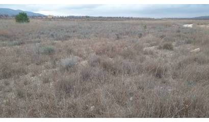 Sale - Land - Pinoso