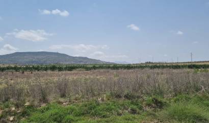 Sale - Land - Pinoso