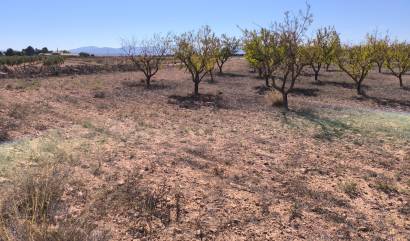 Sale - Land - Pinoso