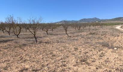 Sale - Land - Pinoso