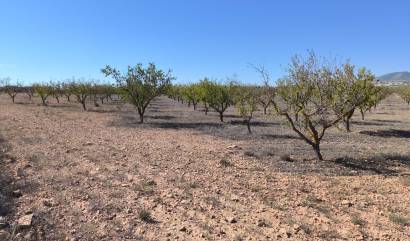 Sale - Land - Pinoso