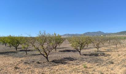 Sale - Land - Pinoso