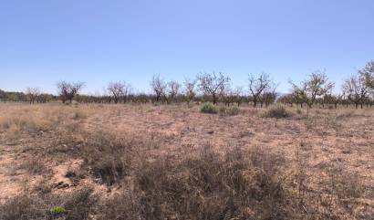 Sale - Land - Pinoso