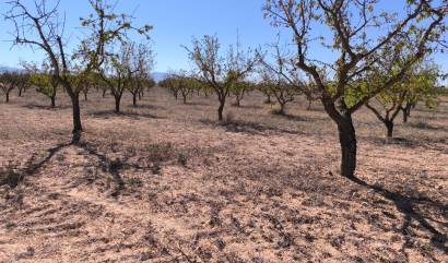 Sale - Land - Pinoso