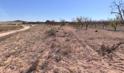 Sale - Land - Pinoso