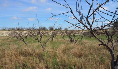Sale - Land - San Miguel de Salinas - Torremendo