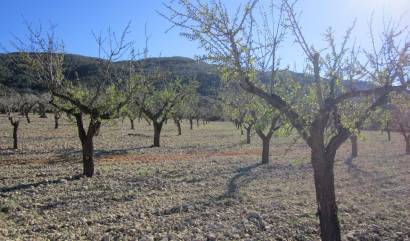 Sale - Land - Villena