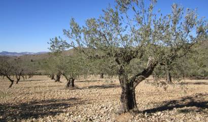 Sale - Land - Villena