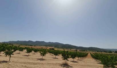 Sale - Land - Yecla