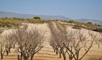 Venta - Land - Jumilla