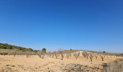 Venta - Land - Jumilla