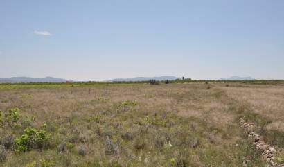 Venta - Land - Pinoso