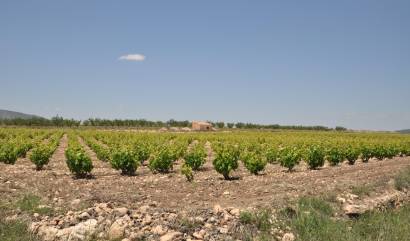 Venta - Land - Pinoso