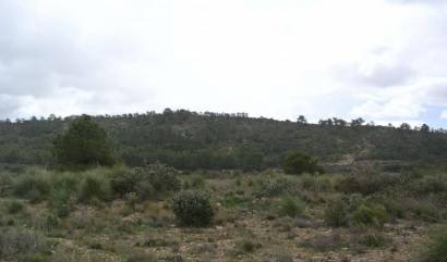 Venta - Land - Yecla