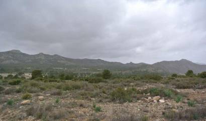 Venta - Land - Yecla