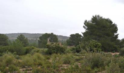 Venta - Land - Yecla