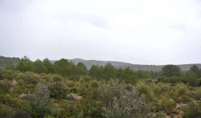 Venta - Land - Yecla