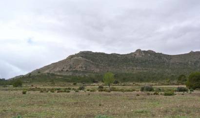 Venta - Land - Yecla