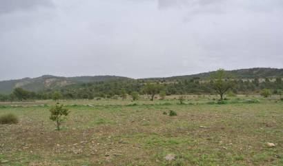 Venta - Land - Yecla