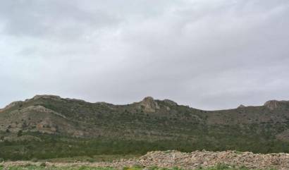 Venta - Land - Yecla