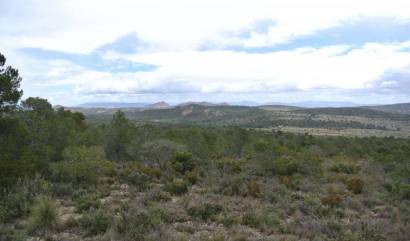 Venta - Land - Yecla