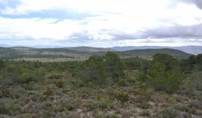 Venta - Land - Yecla