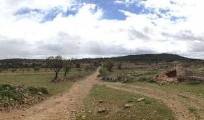 Venta - Land - Yecla