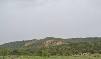 Venta - Land - Yecla