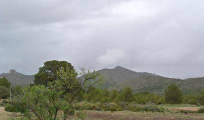 Venta - Land - Yecla