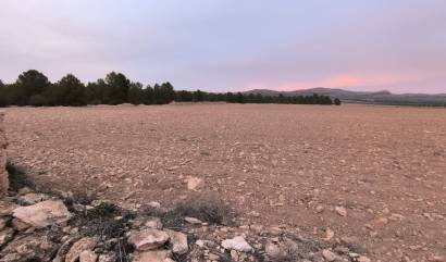 Venta - Land - Yecla