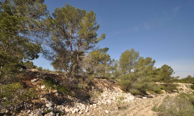 Sale - Land - La Zarza