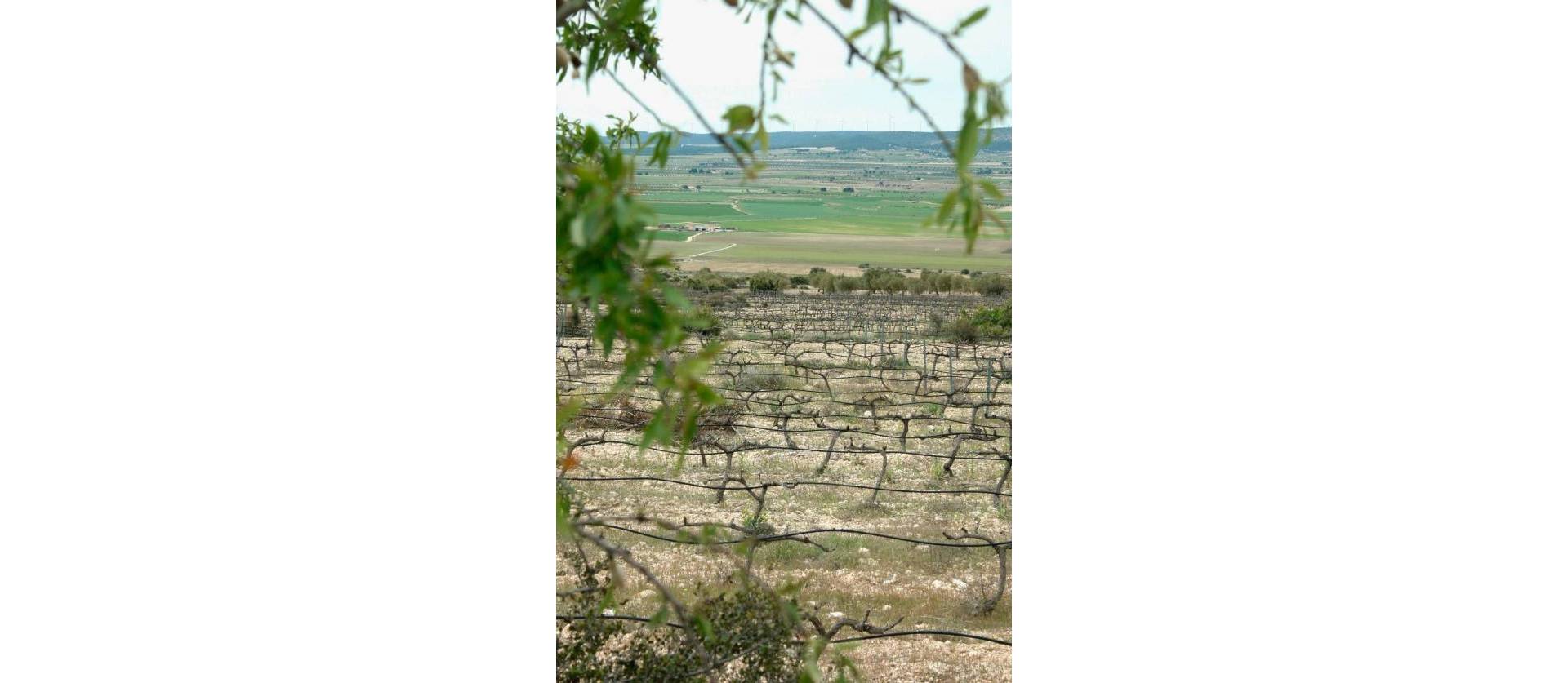 Nueva construcción  - Villa - Yecla