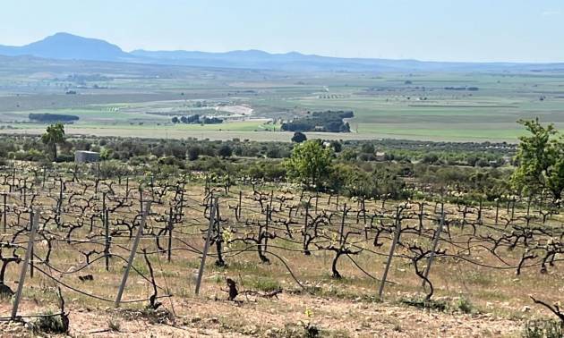 Nouvelle construction - Villa - Yecla