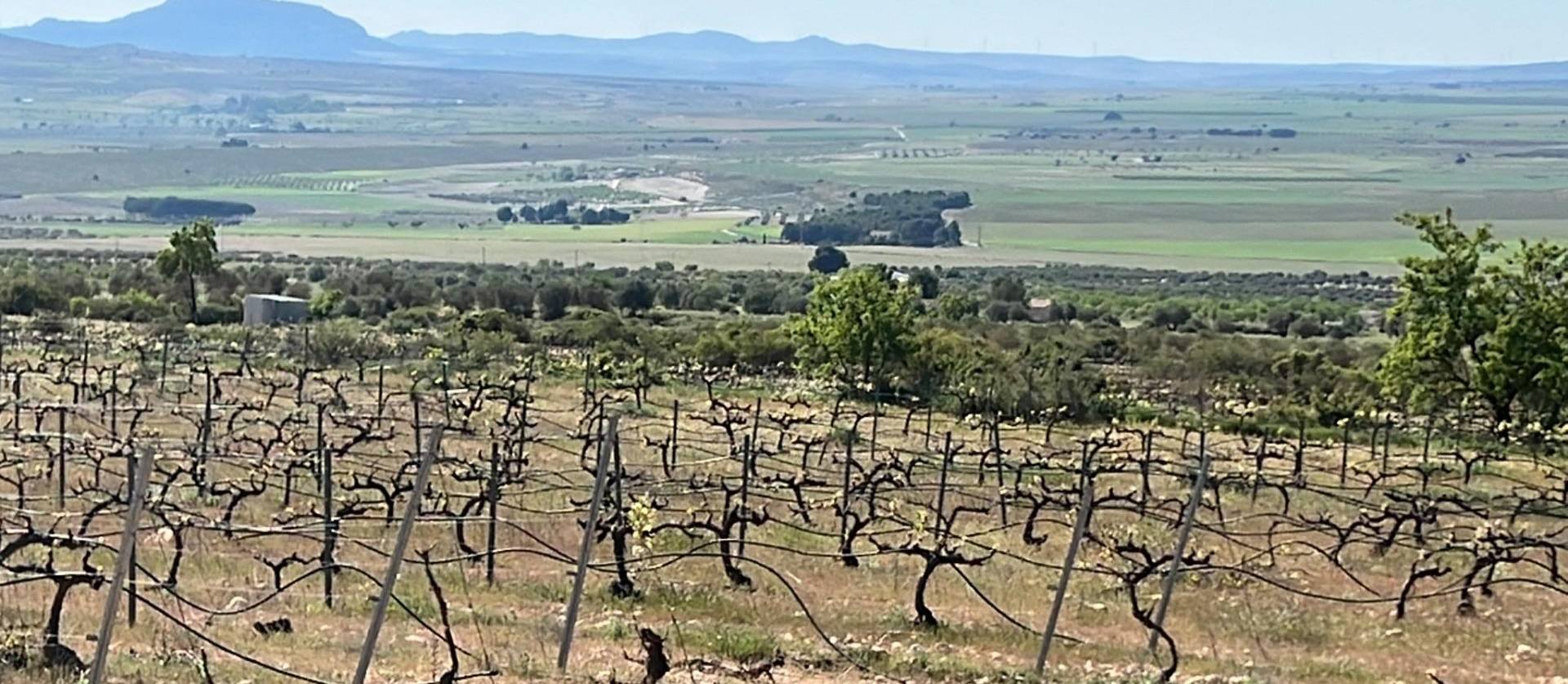 Nouvelle construction - Villa - Yecla