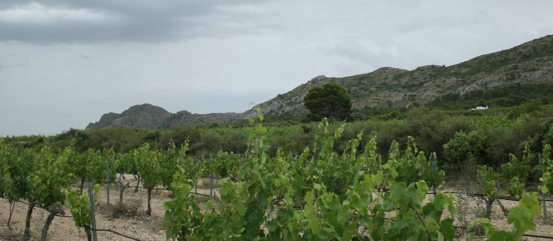 Nouvelle construction - Villa - Yecla