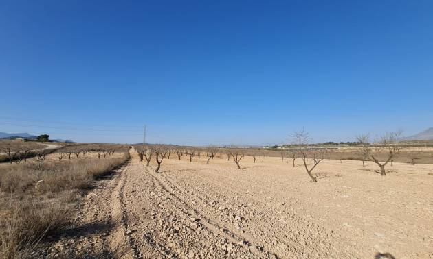 Revente - Land - Jumilla