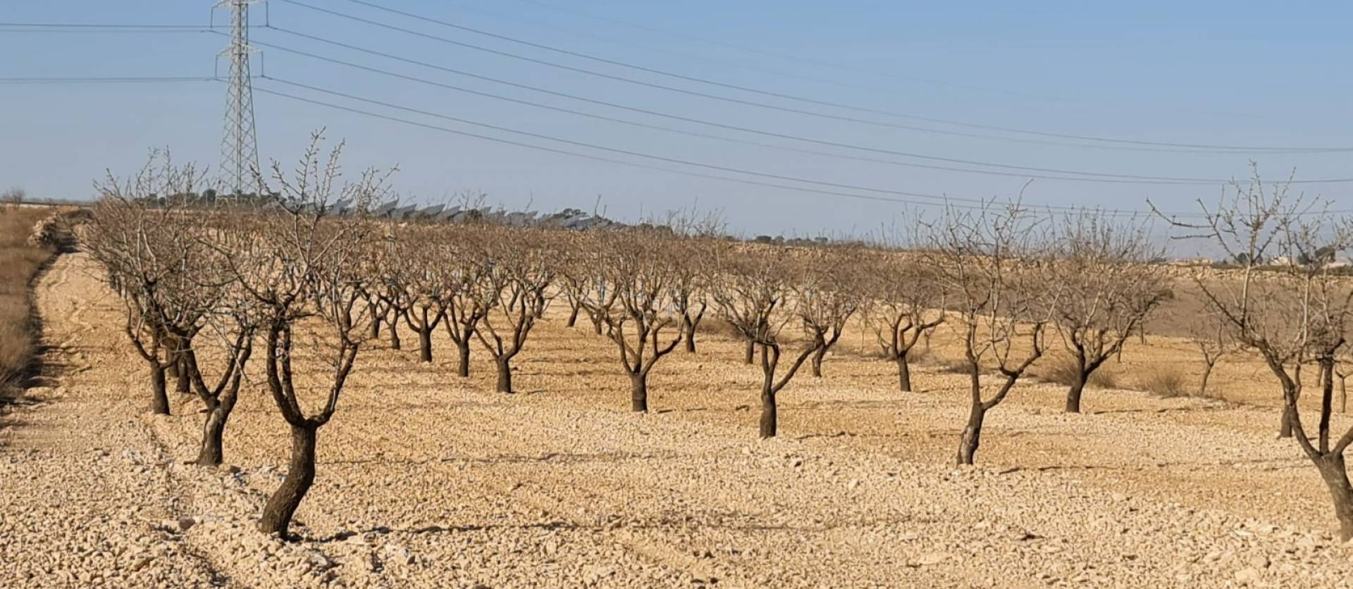 Revente - Land - Jumilla