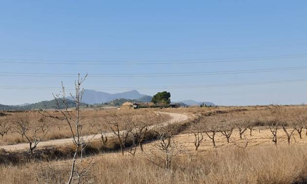 Revente - Land - Jumilla