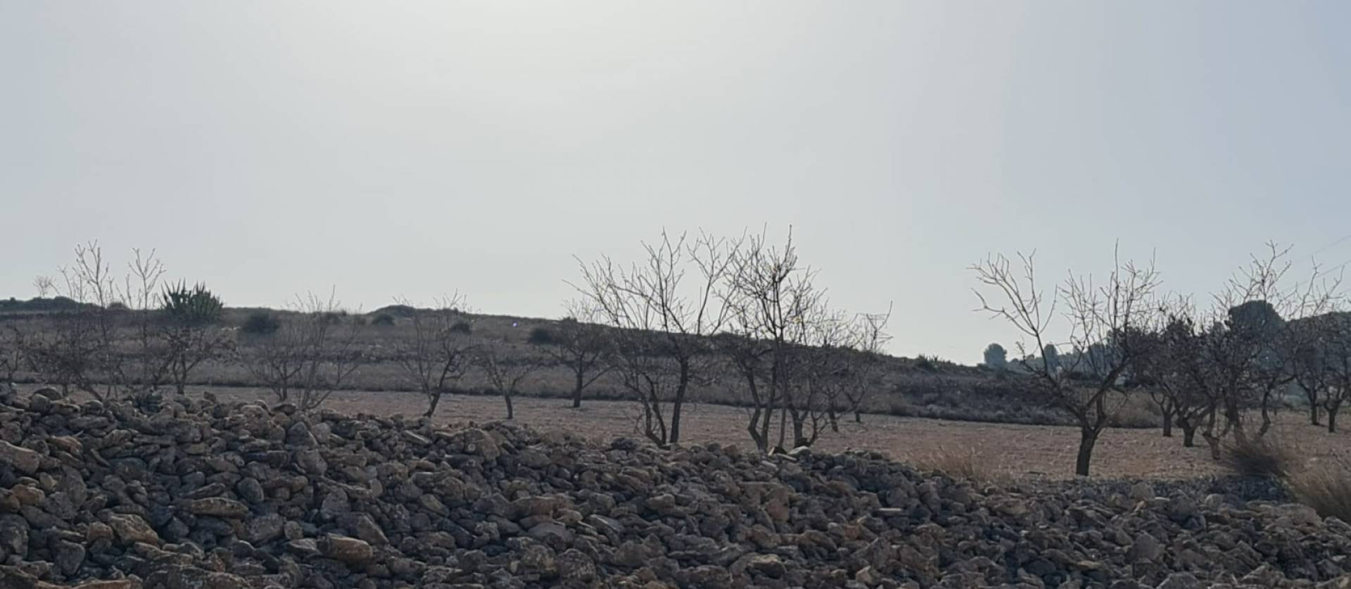 Revente - Land - Jumilla