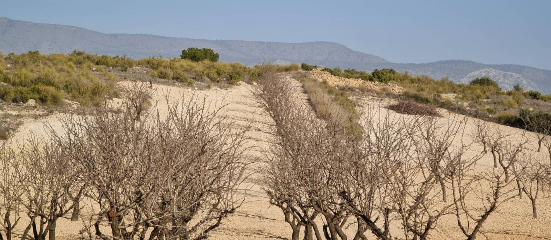 Revente - Land - Jumilla
