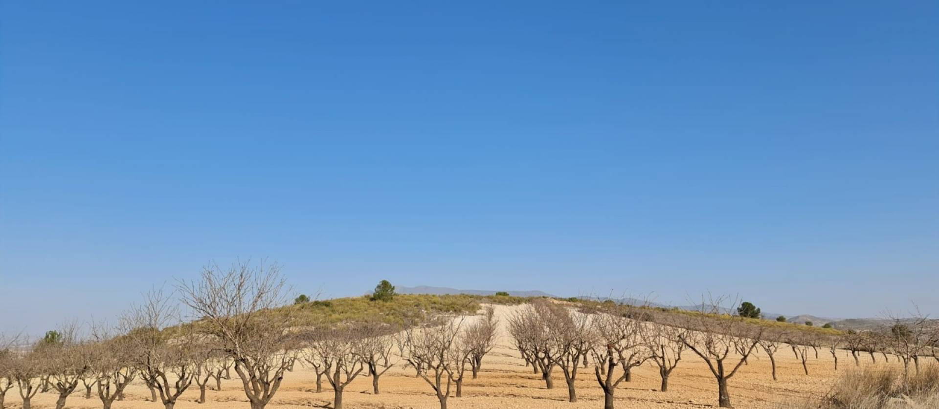 Revente - Land - Jumilla