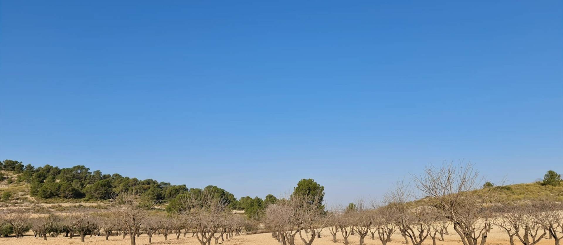 Revente - Land - Jumilla