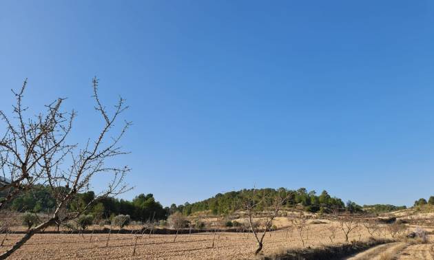 Revente - Land - Jumilla