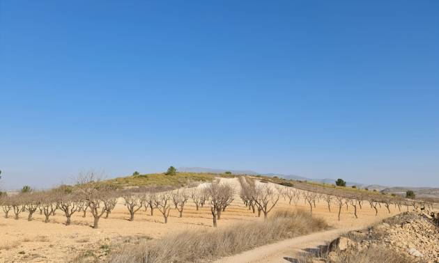 Revente - Land - Jumilla