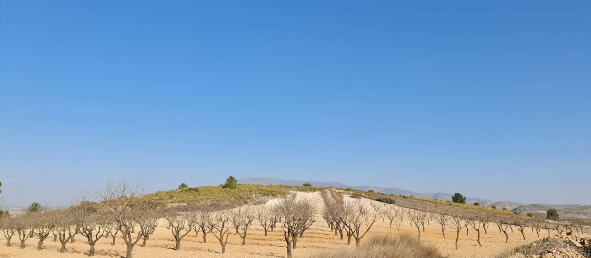 Revente - Land - Jumilla