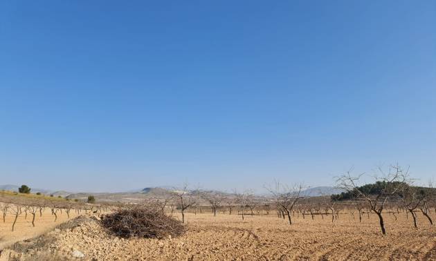 Revente - Land - Jumilla