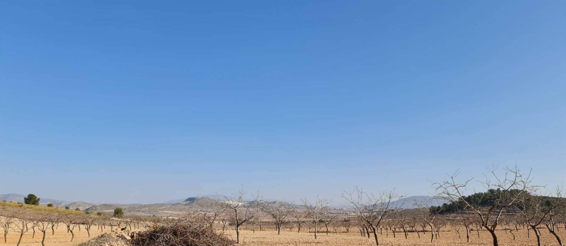 Revente - Land - Jumilla