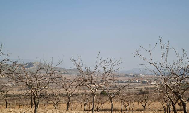 Revente - Land - Jumilla